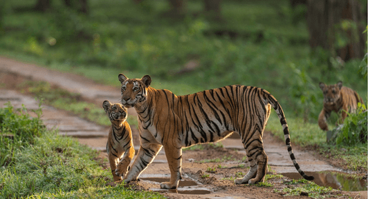 In Pursuit of India's Majestic Tigers